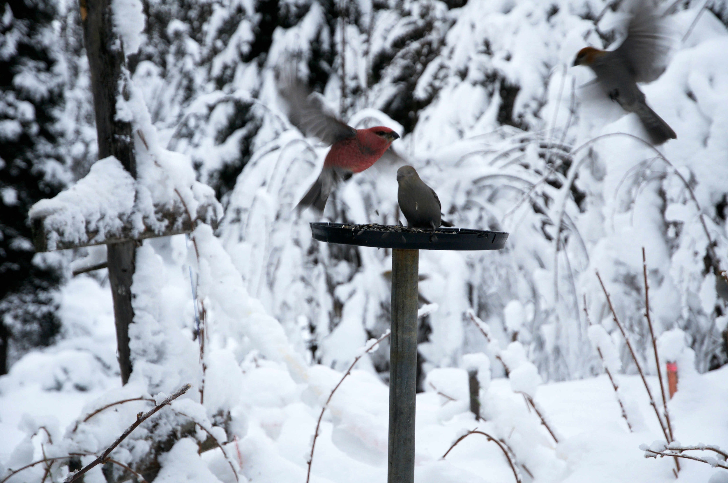 Three grosbeak eat sunflower seeds outside Mark Vail's house.