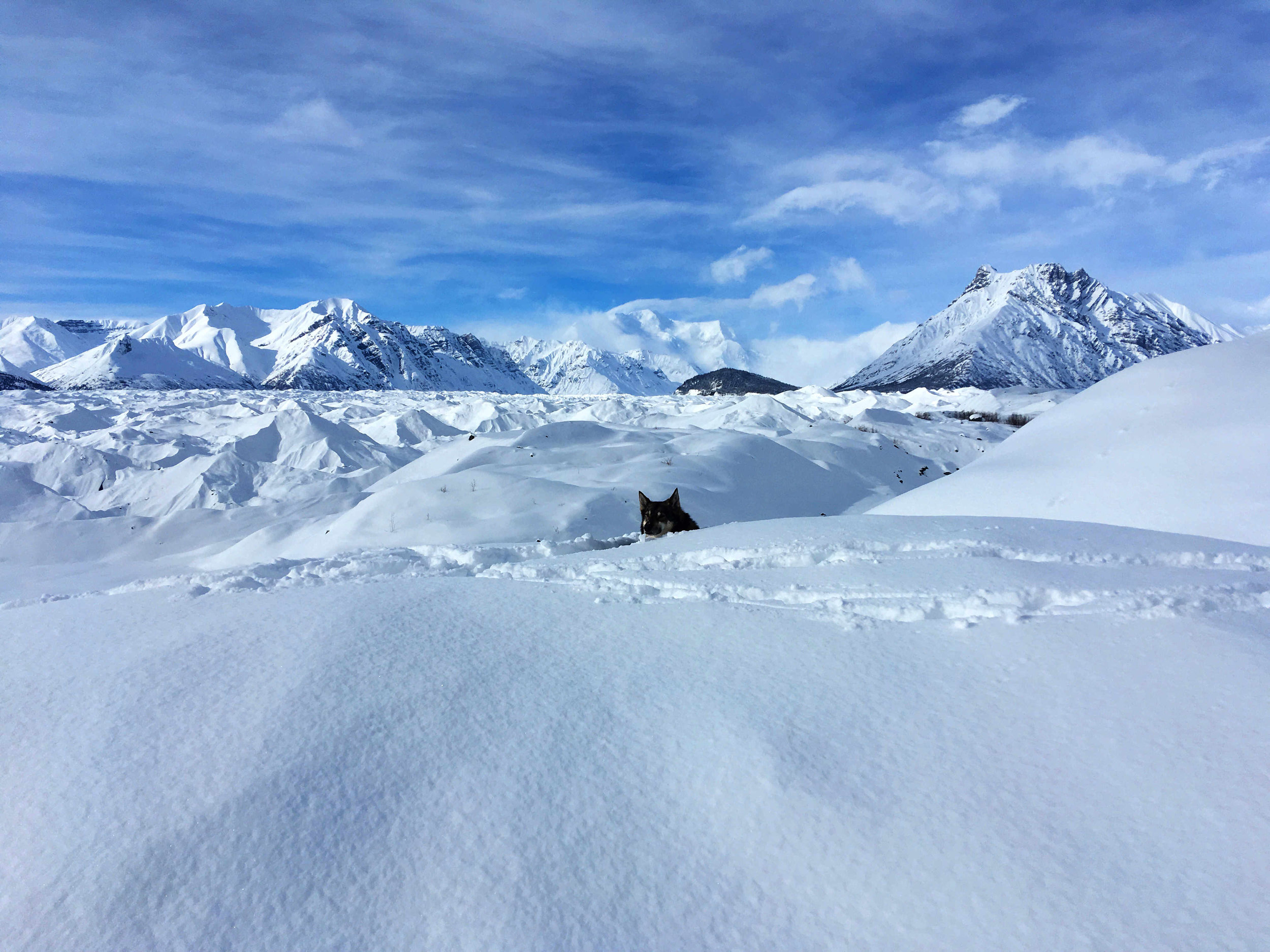 Benny, my dog, laying in the snow on the east side of the Kennicott Glacier with Mount Blackburn and Donoho Peak in the background.