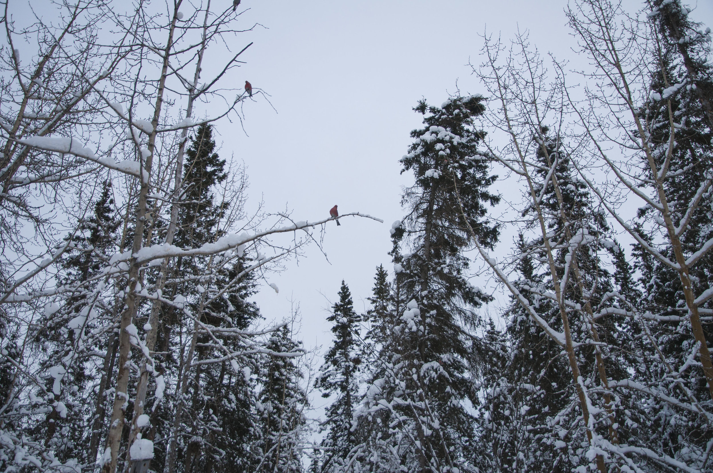 Birds outside Mark Vail's cabin