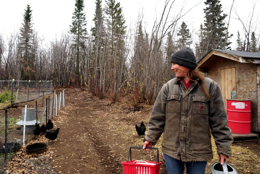 Tenley Nelson feeds her chickens at her farm in Strelna, Alaska. Nelson began advertising her produce for the first time last year. (Erin McKinstry / September 2019)