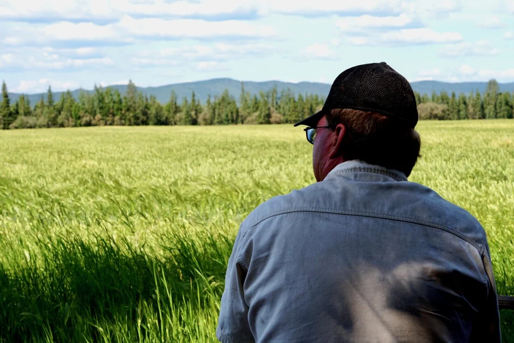 Scott Mugrage looks out on a field at his cattle ranch and farm near Delta Junction, Alaska. Mugrage and his son moved up from the Midwest after finding their land on the internet. (Erin McKinstry / July 2019)