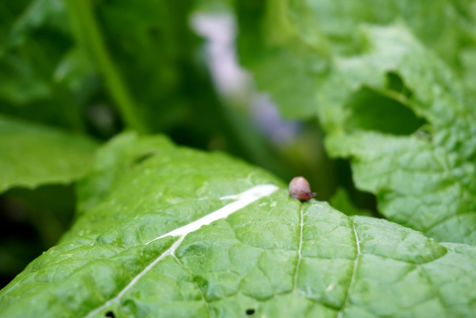  A slug munches on crops in Tenley’s greenhouse. 2019 was the first summer she found the pests on her farm. 