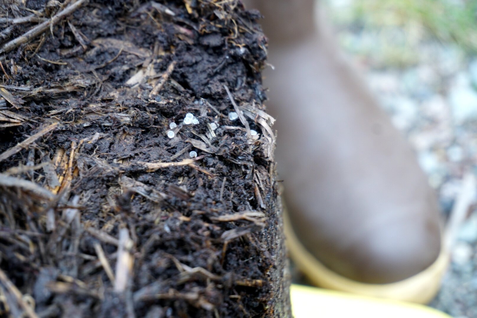  Slug eggs on the underside of a pepper plant at Wood Frog Farm. 