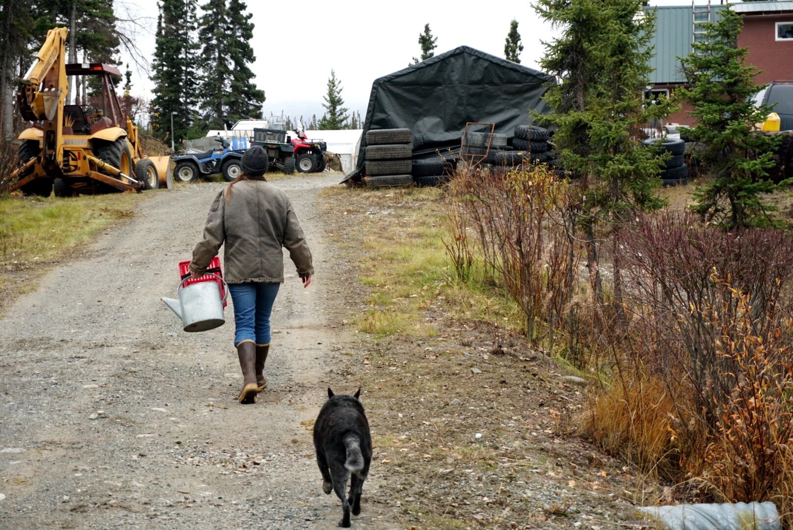  Nelson and her dog walk back from the garden plot toward her house in Strelna, Alaska.  