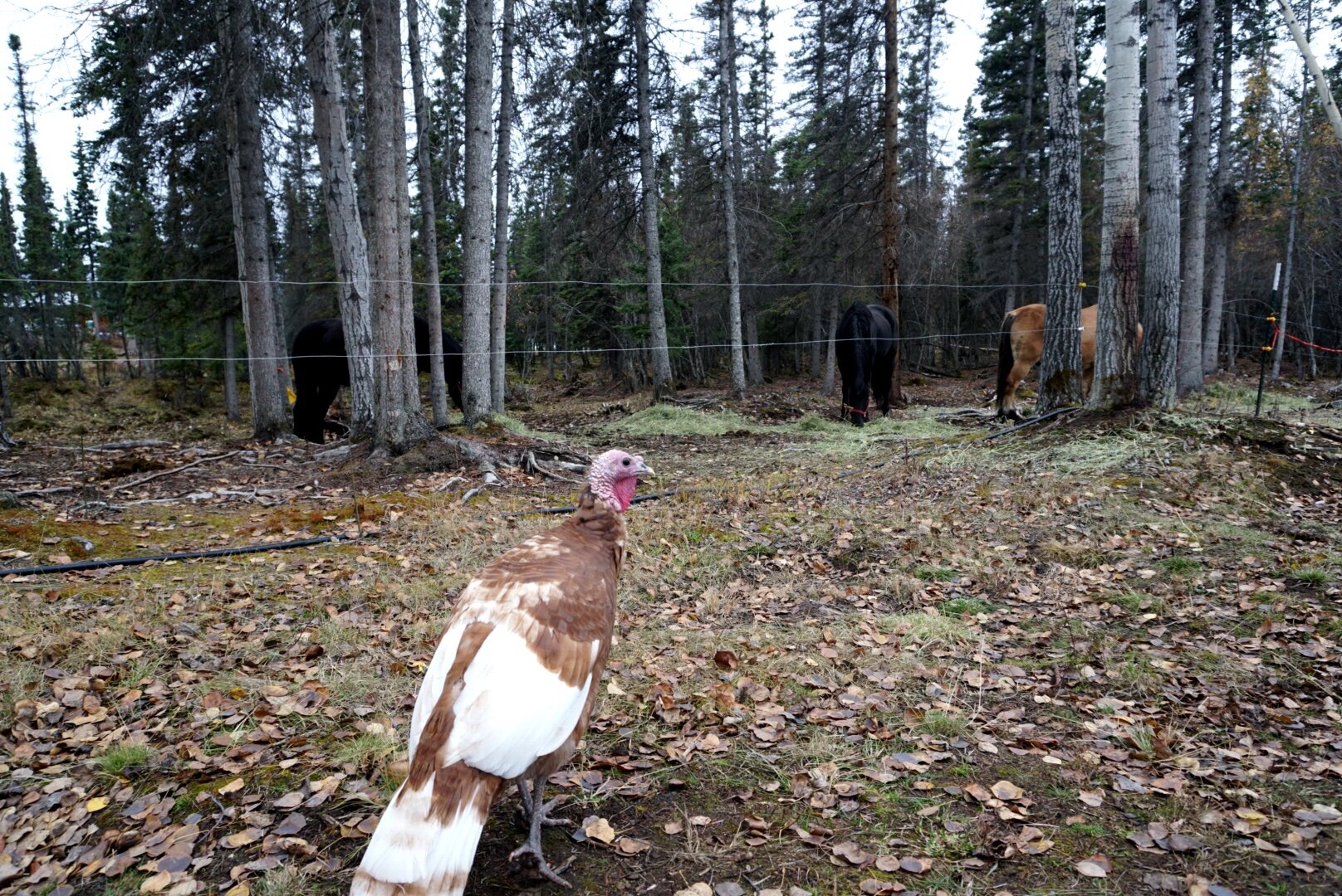  A turkey stands in front of the horses at Wood Frog Farm. 