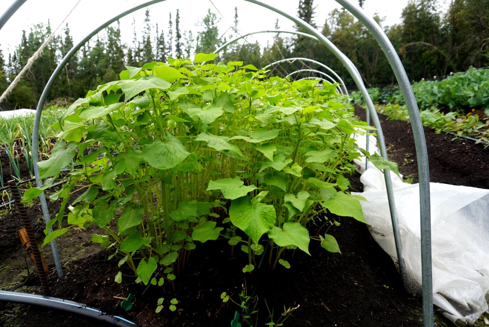  “Everybody told me I can’t grow green beans here. Well, I grew more green beans than I could eat or sell or put-up this summer under a low tunnel in the garden this year,” Nelson said. “And partly that’s because it’s been getting warmer and we had a