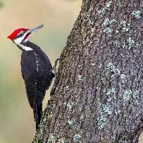 Pileated-Woodpecker-by-Mick-Thompson-March-2014-B-square.jpg