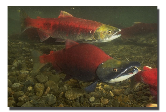The Kokanee Are Back! — Friends of Lake Sammamish State Park Website