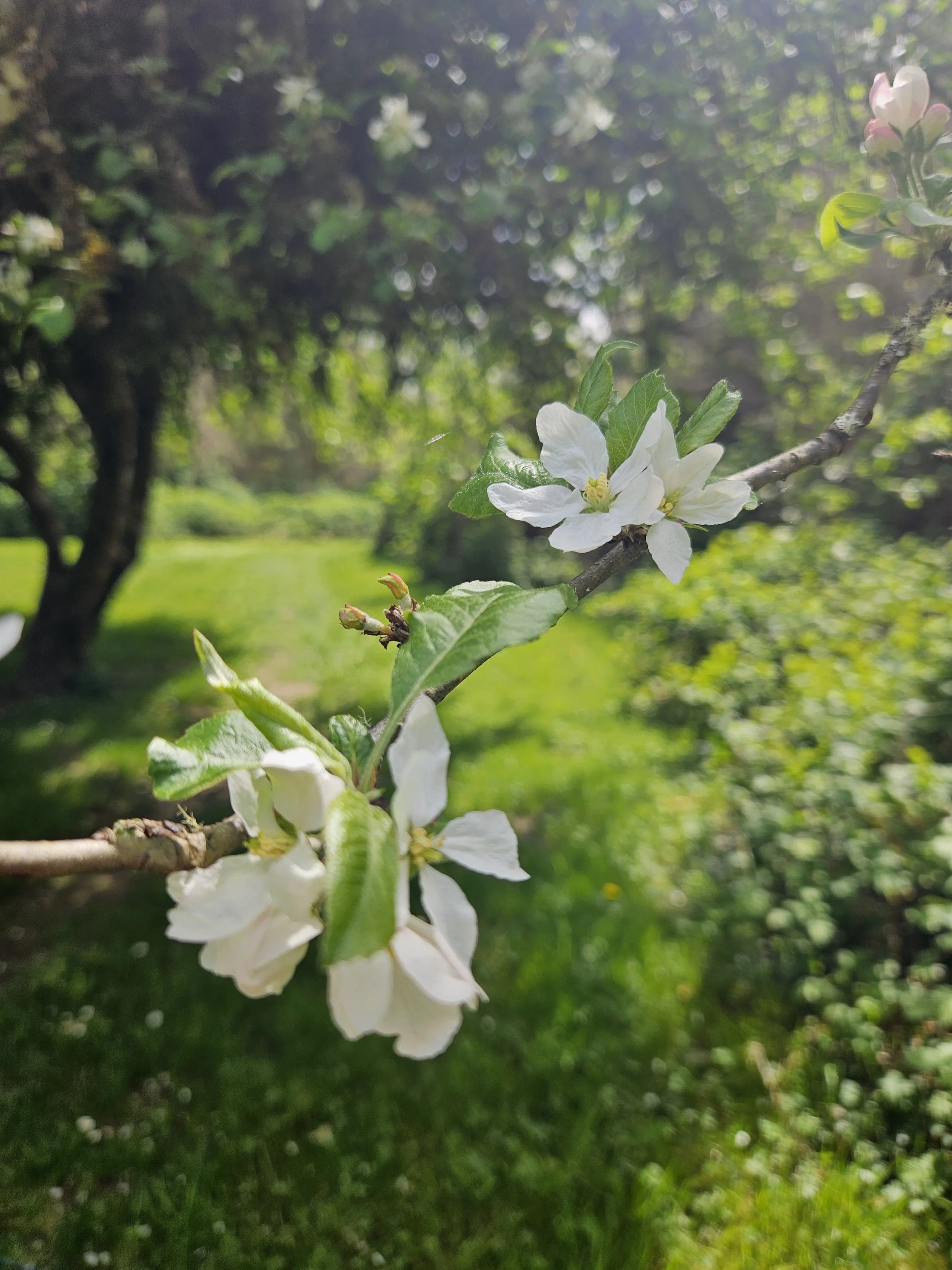 Stewarding the Historic Apple Orchard Forward