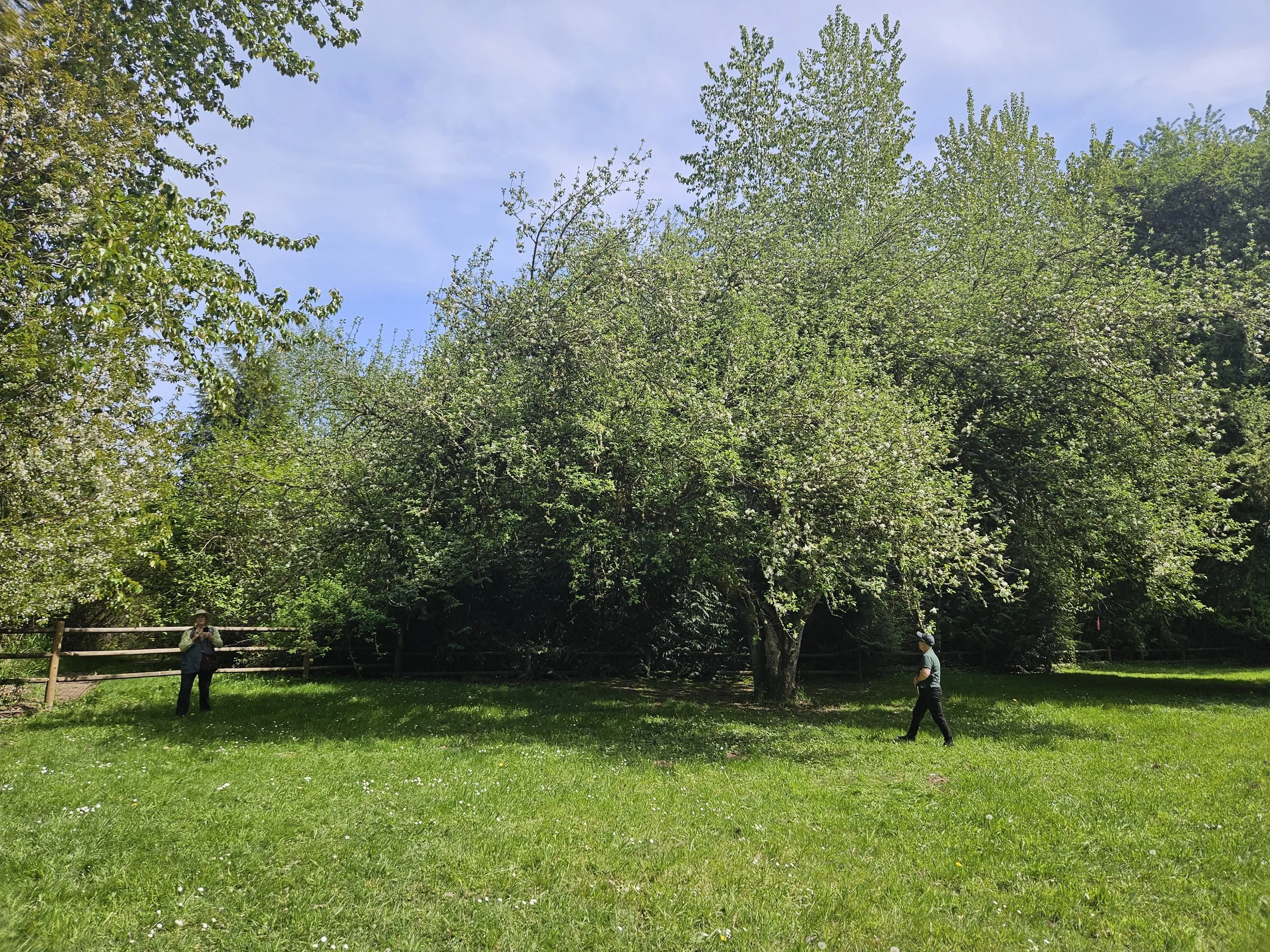 Apple Orchard Visit, April 23 09 Jayme Jonas.jpg