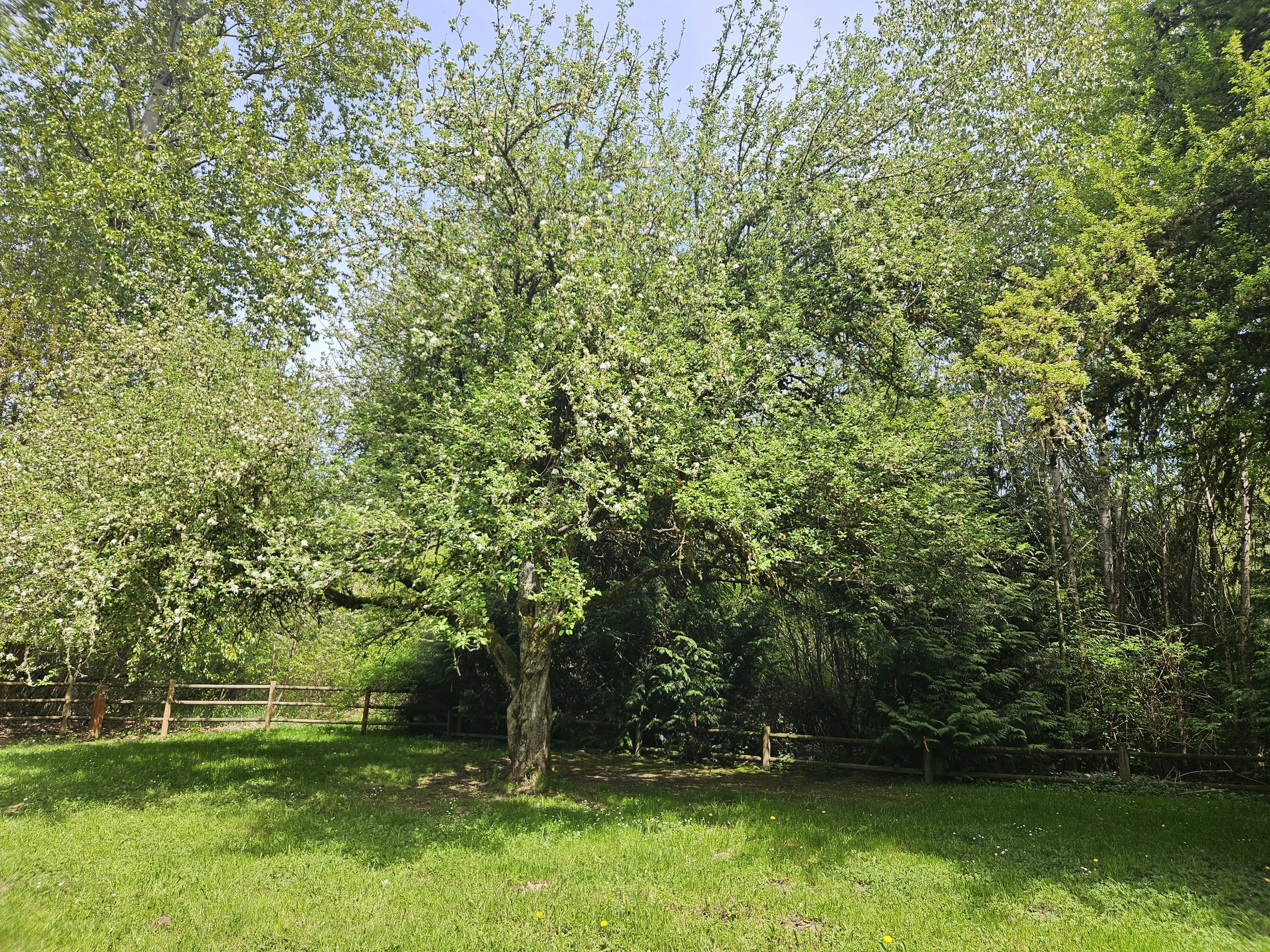 Apple Orchard Visit, April 23 06 Jayme Jonas.jpg