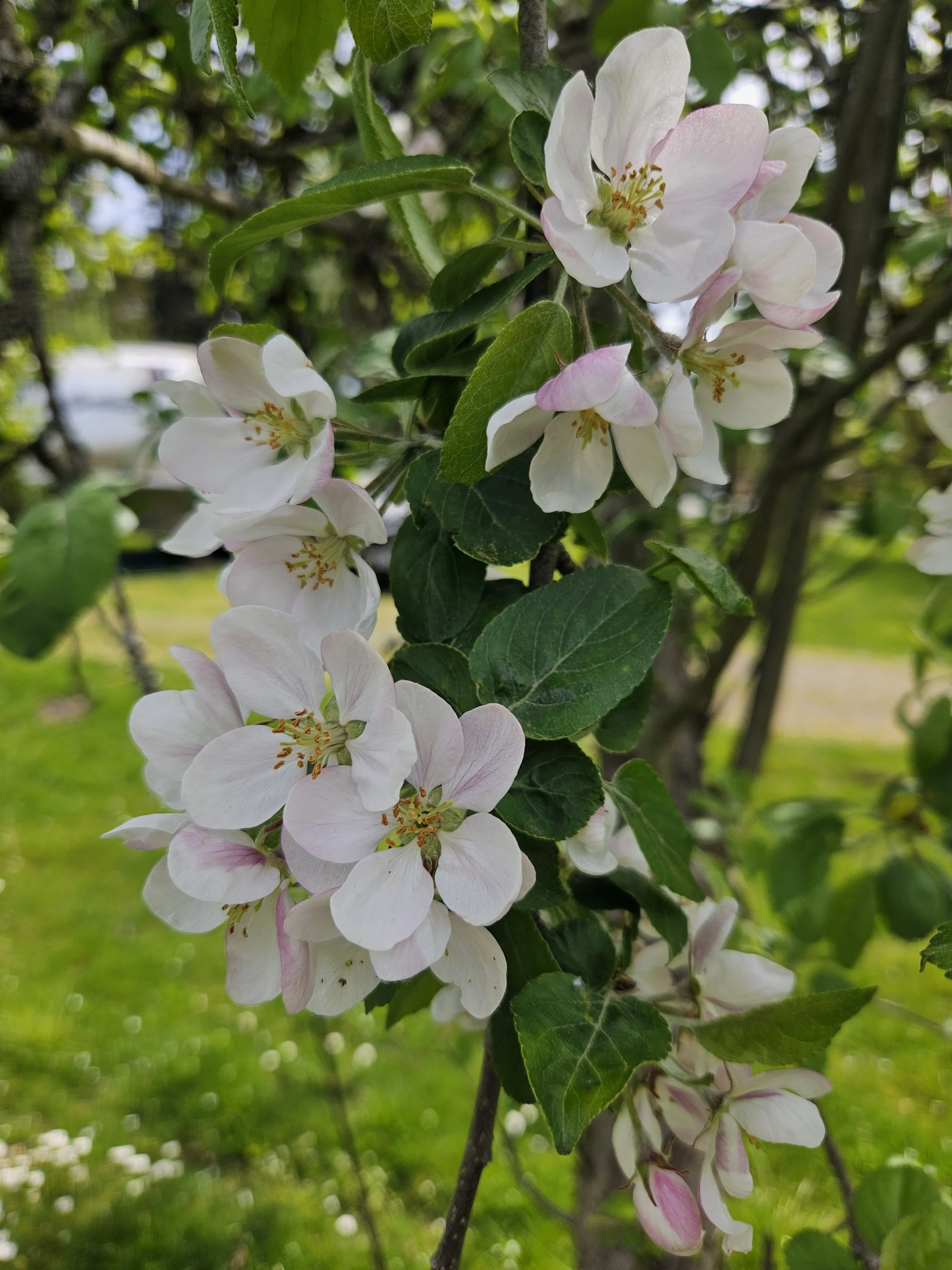 Apple Orchard Visit, April 23 14 Jayme Jonas.jpg