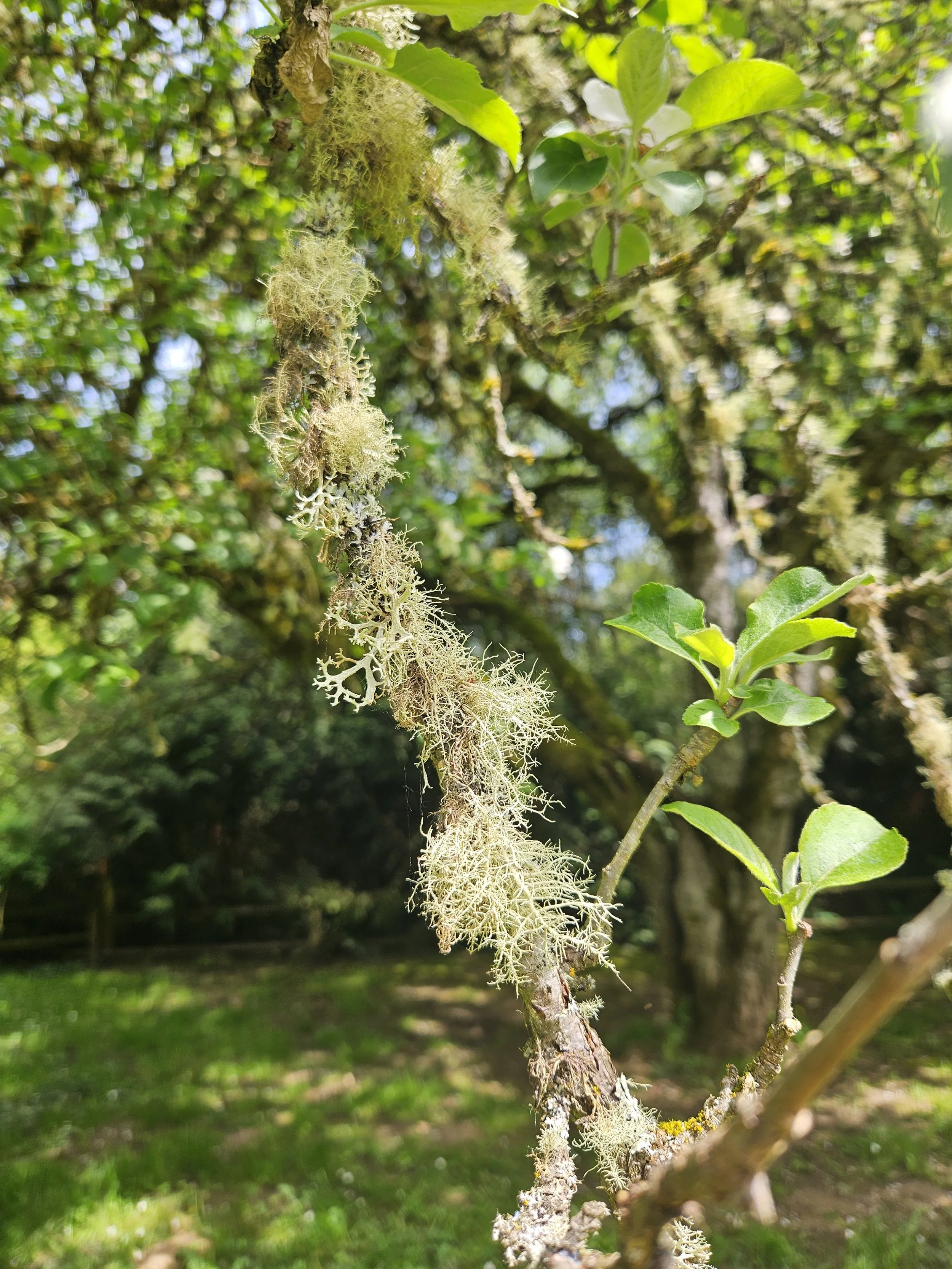 Apple Orchard Visit, April 23 08 Jayme Jonas.jpg
