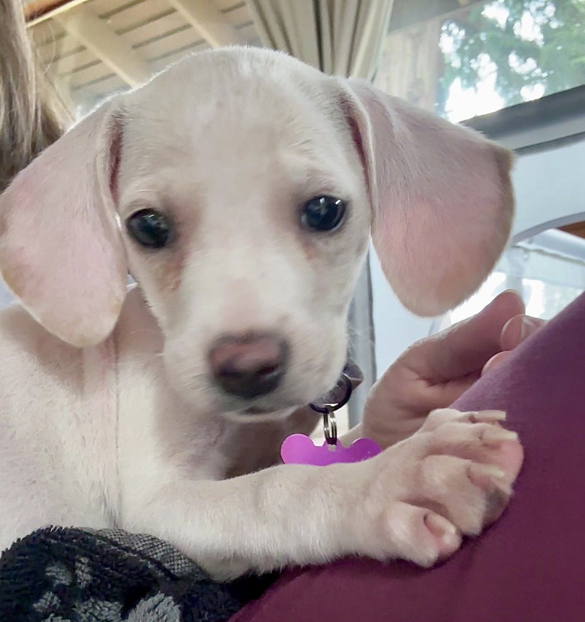 Adoptable Dogs at Spring Walk n Wag become State Parks Bark Rangers