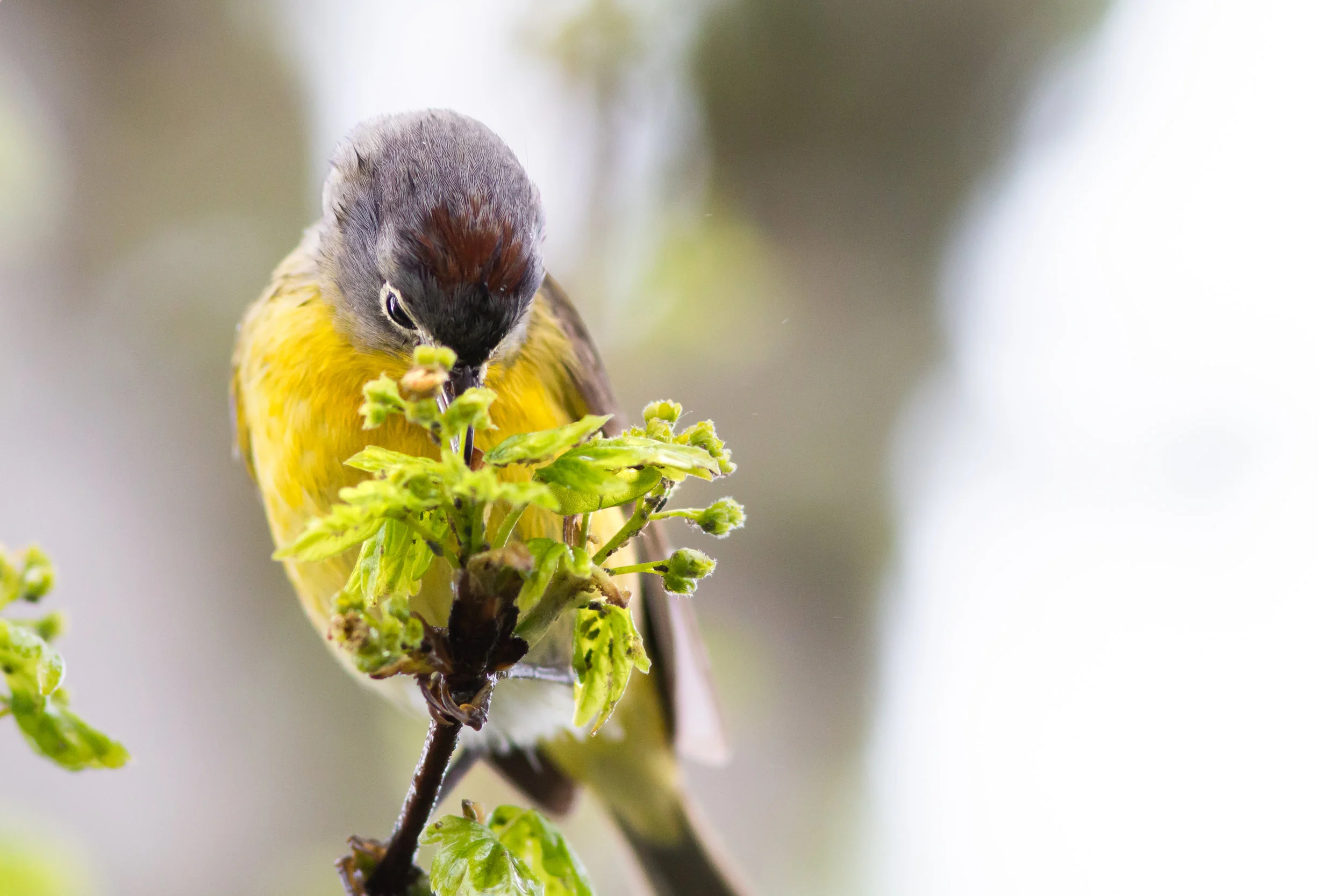 Nashville-Warbler-Saved-for-Web-ko.jpg
