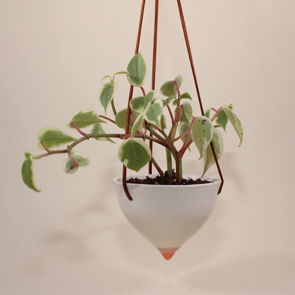 Hanging Boob Planter  Suji Ceramics