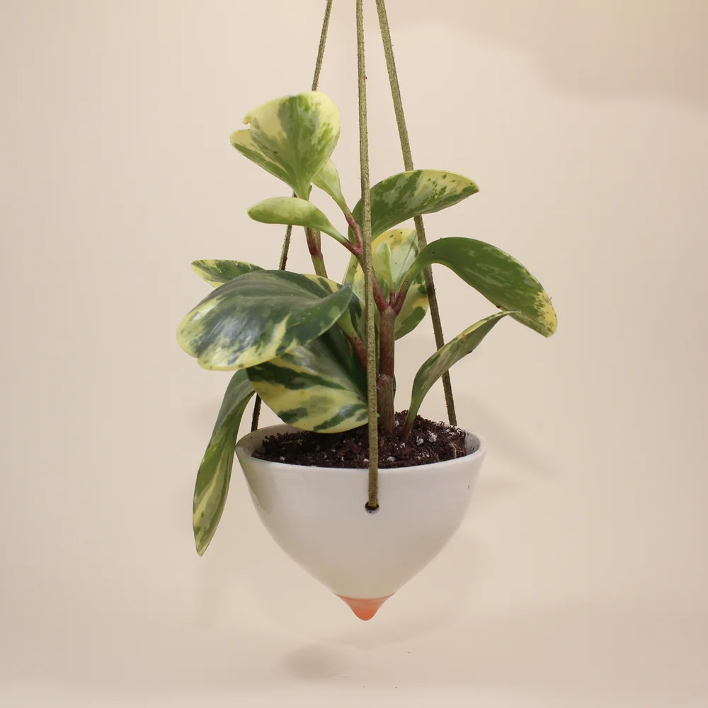 elephant plant indoor Alocasia Regal Shields