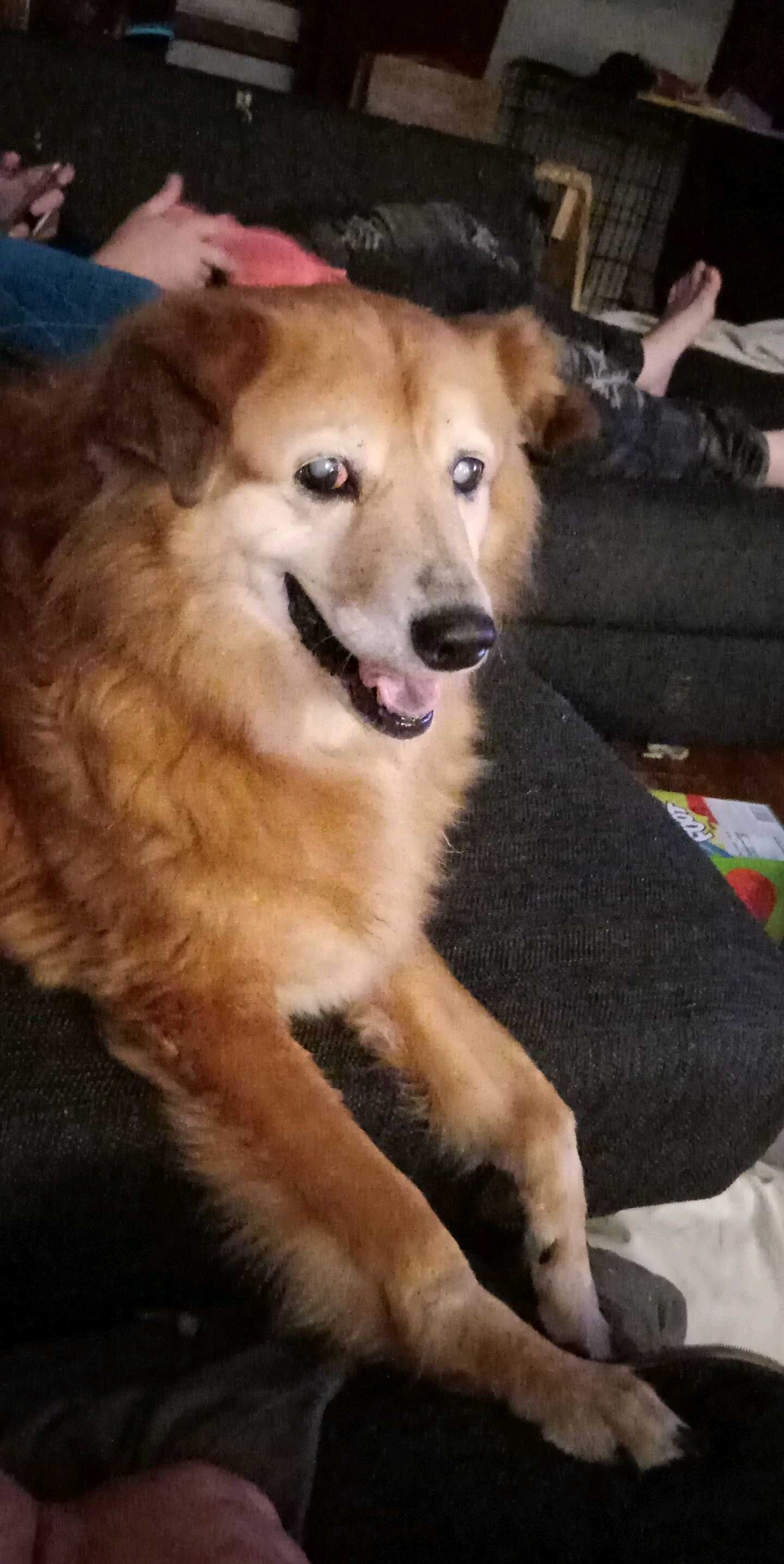  A golden retriever smiling at the camera on a couch.  