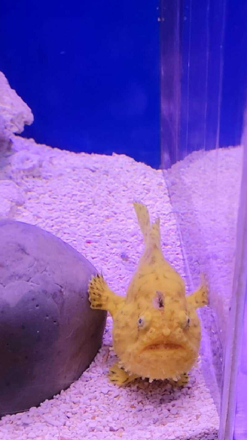  A yellow fish in a tank facing the camera next to a rock  