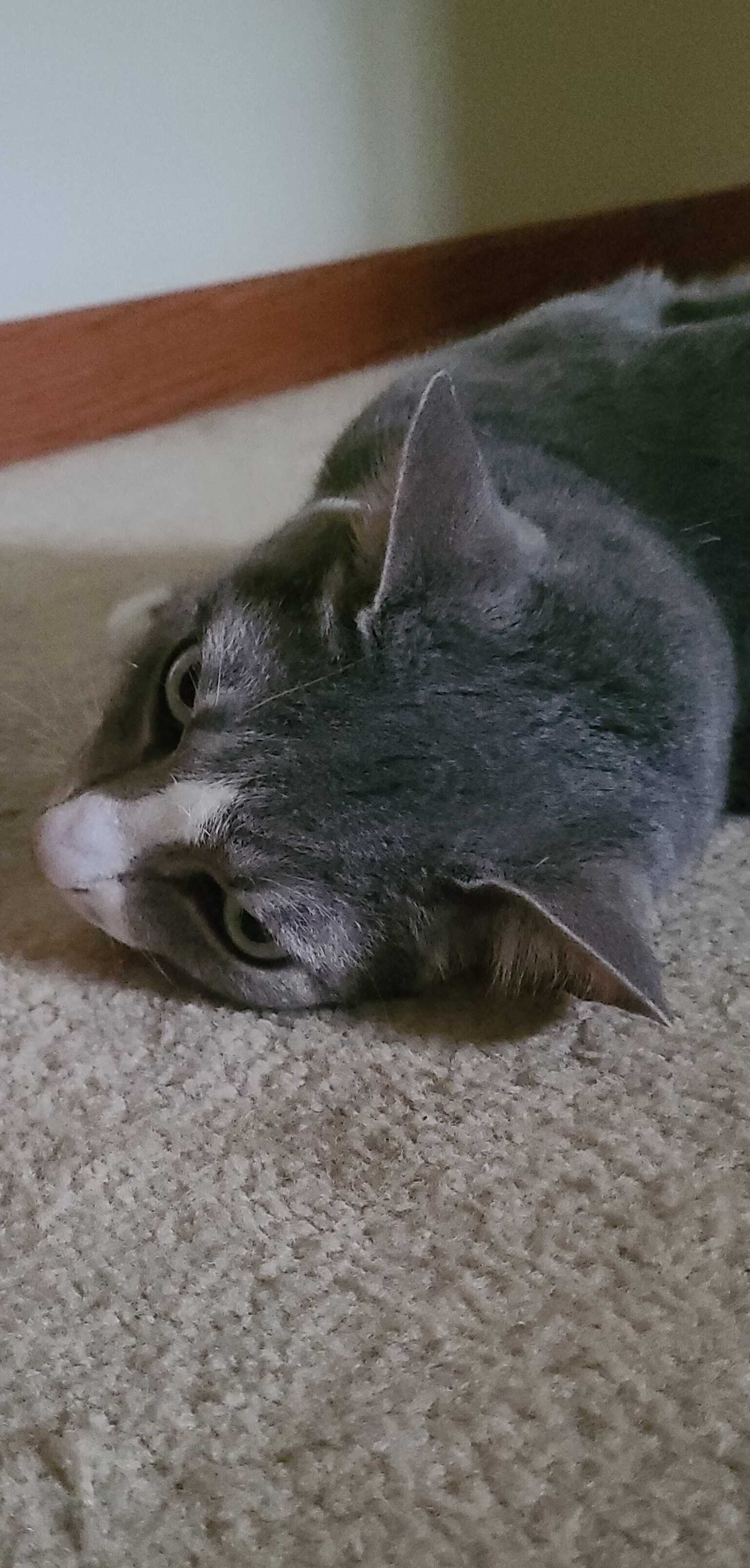  A cat laying on their side on carpet with only their head and part of their body visible  