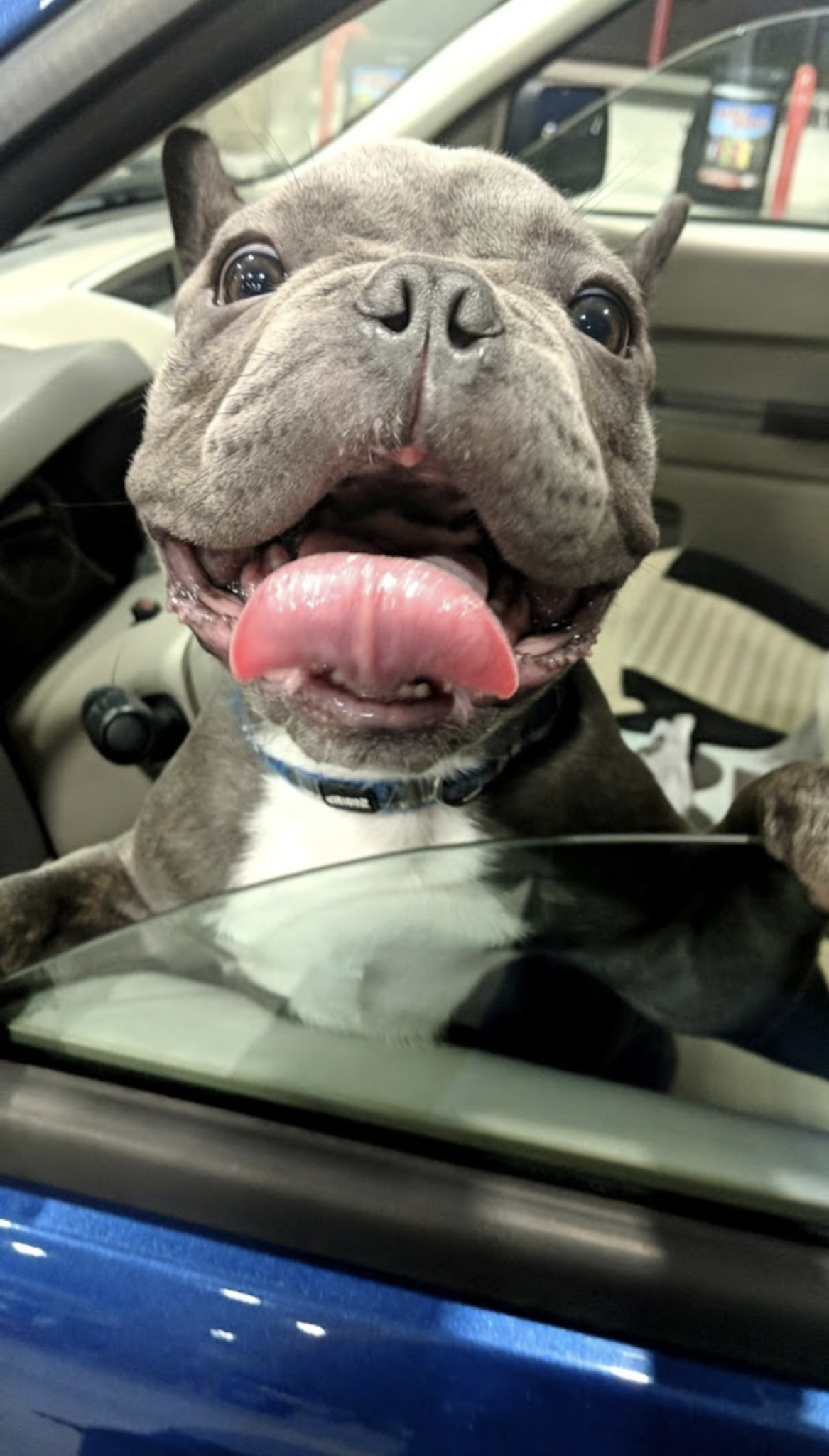  A small black and white dog sticking their head out the window of a blue car with their tongue out.  