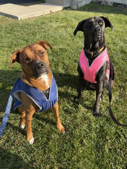  A pair of dogs, one black in a pink harness and the other brown and white in a blue harness sitting with perked ears staring at the photo taker. 