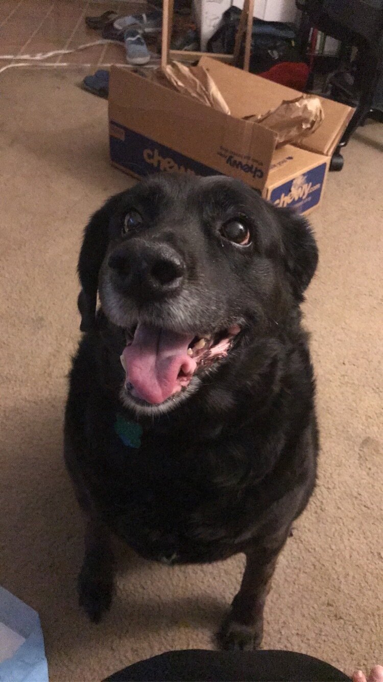  A black lab with his tongue out smiling and sitting while looking a bit to the left top.  