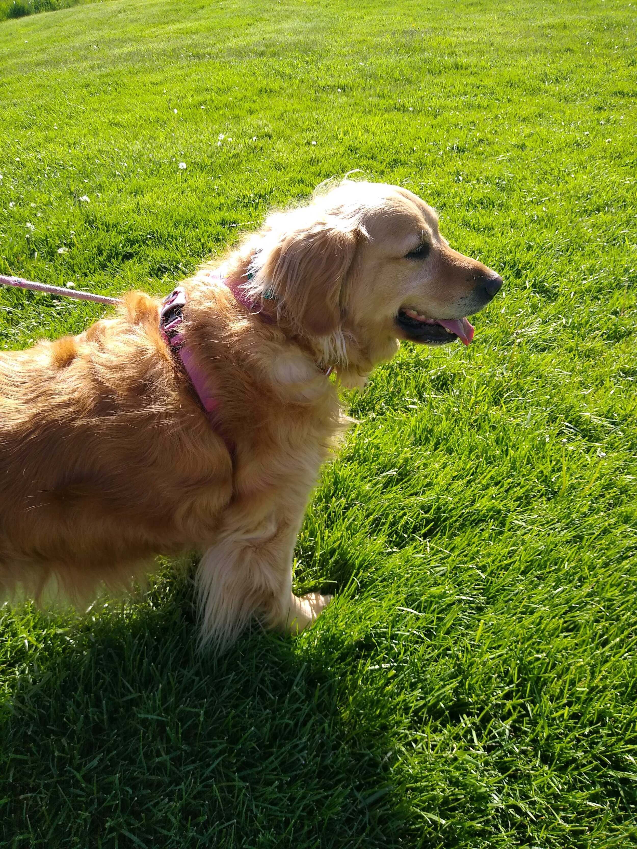  A golden retriever half in frame facing the right on a leash on the grass outside.  