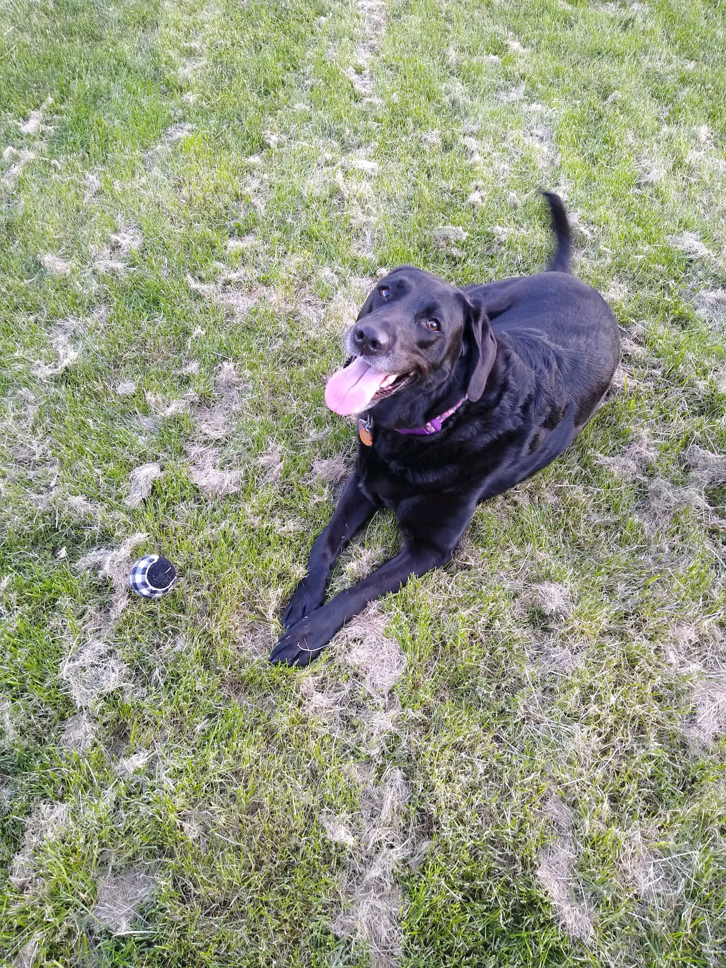  A black dog with their tongue out laying on the grass looking at the camera. 