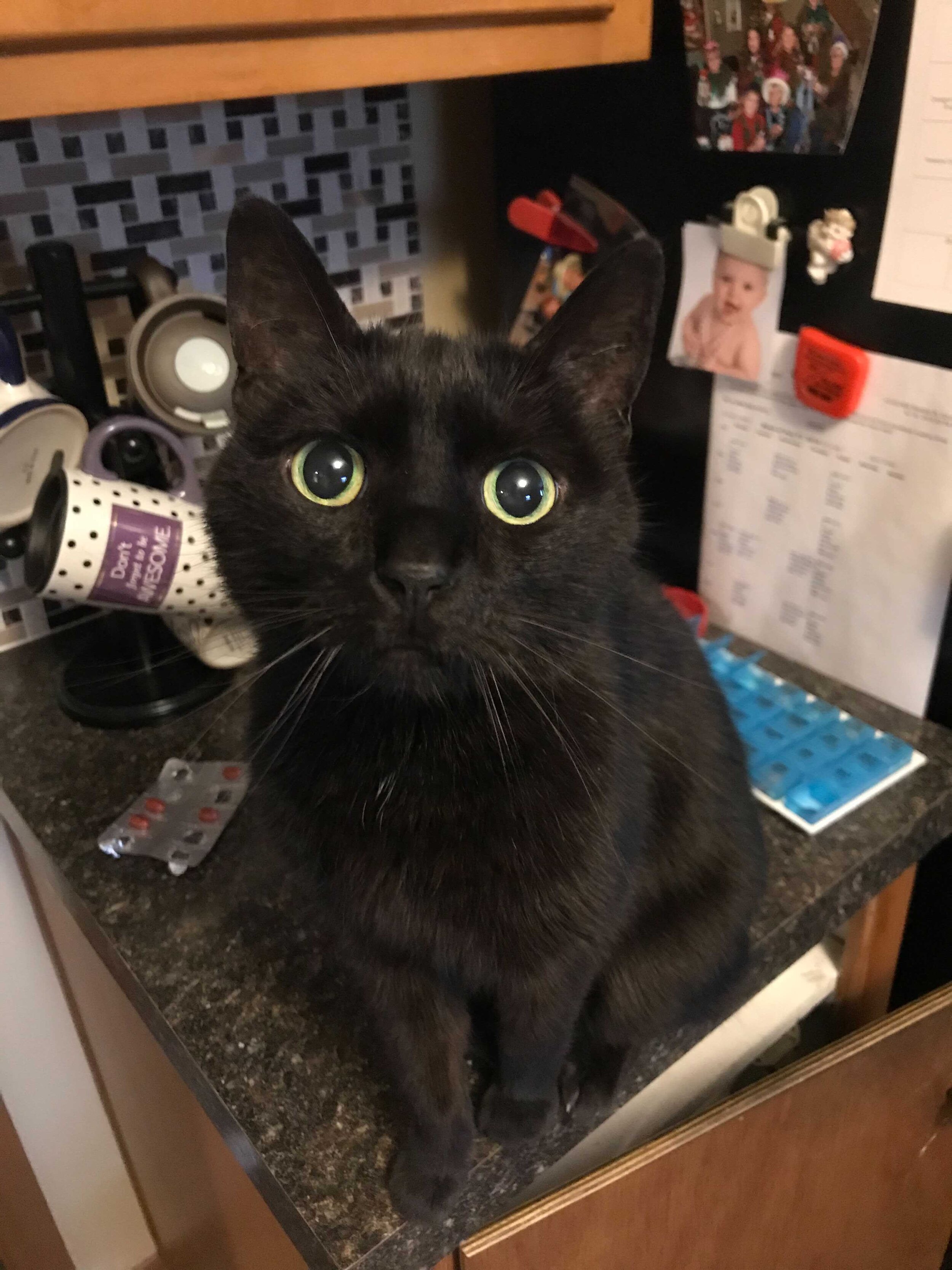  A black cat sitting on a counter staring at the camera 