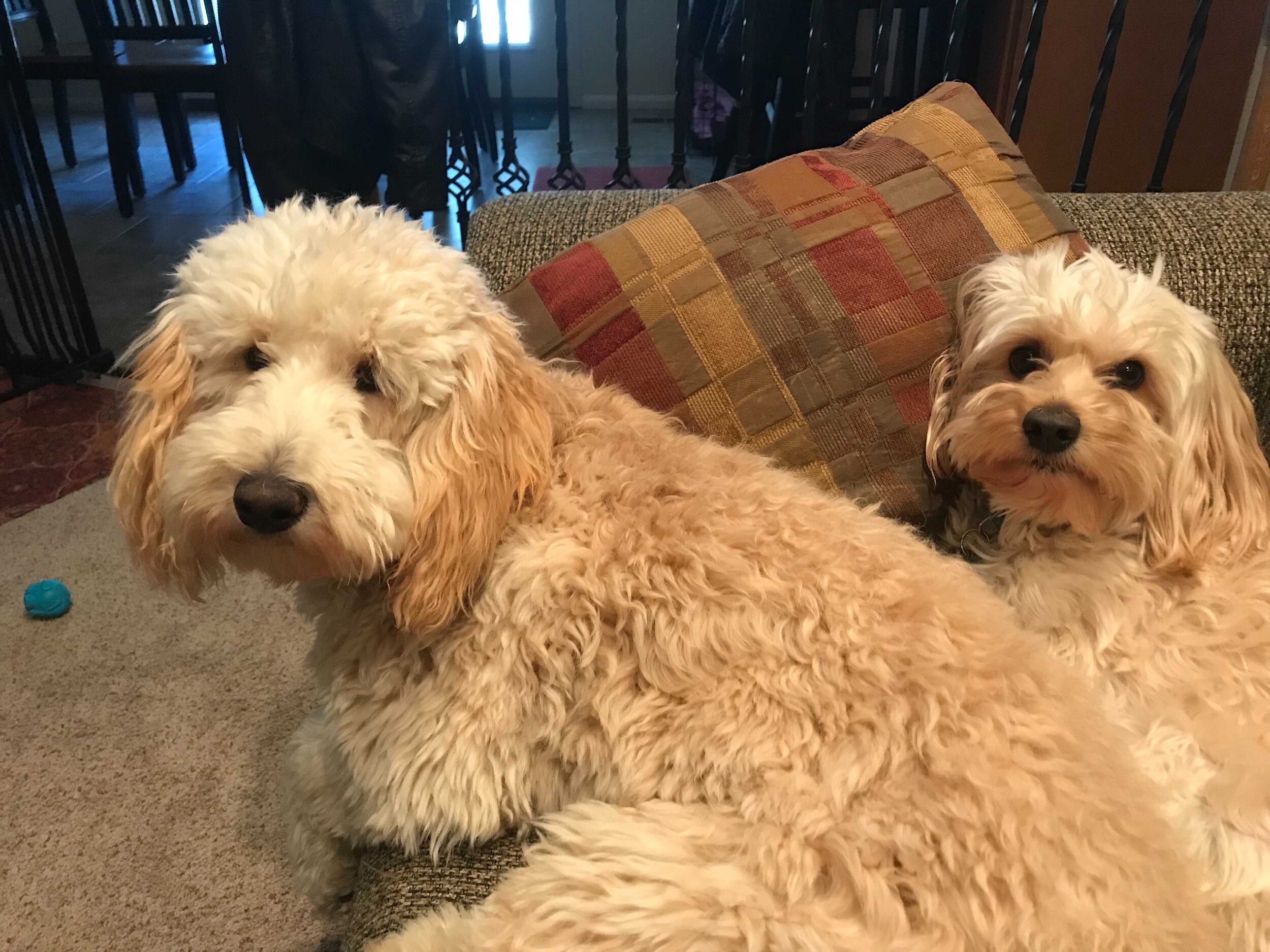  Two white and tan curly haired dogs cuddling on a couch staring at the camera 