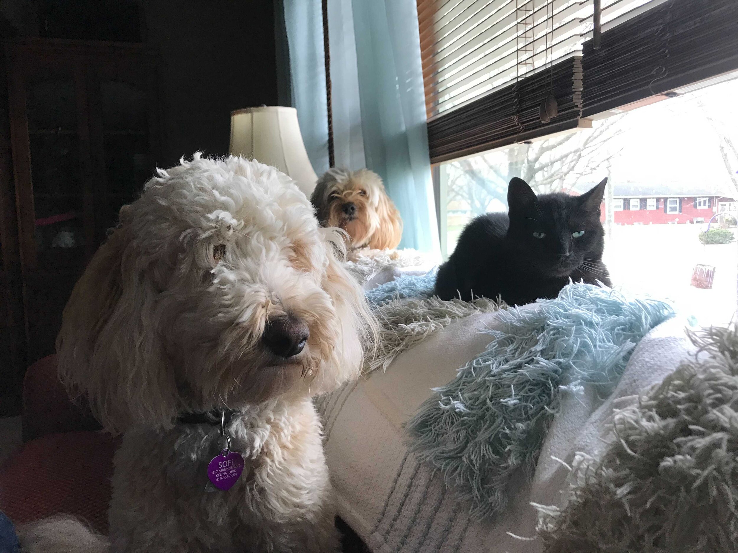  A tan fluffy dog on a couch with a black cat on the back of the couch next to a window 
