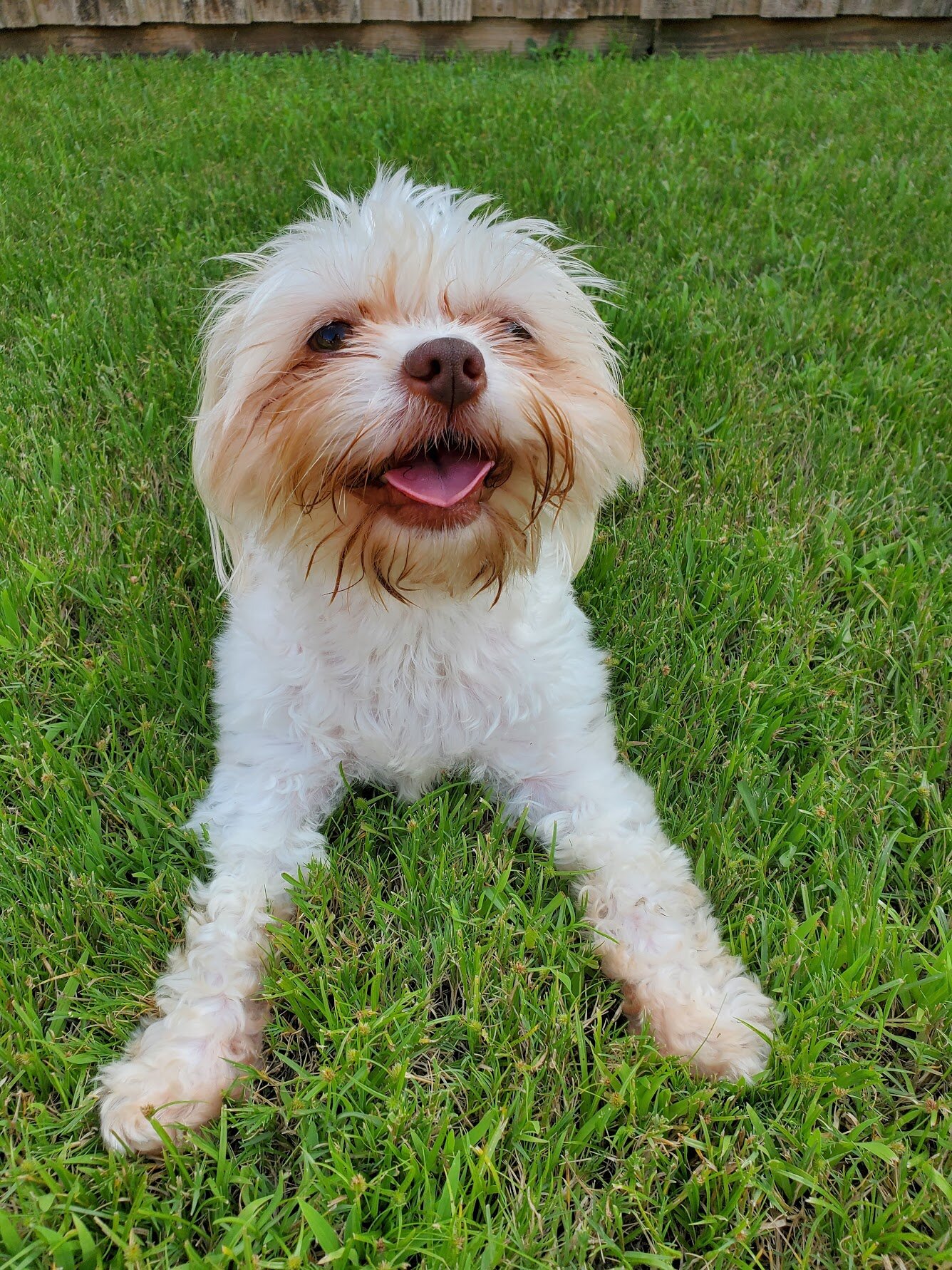  A white and tan dog smiling and laying down facing the camera on the grass.  