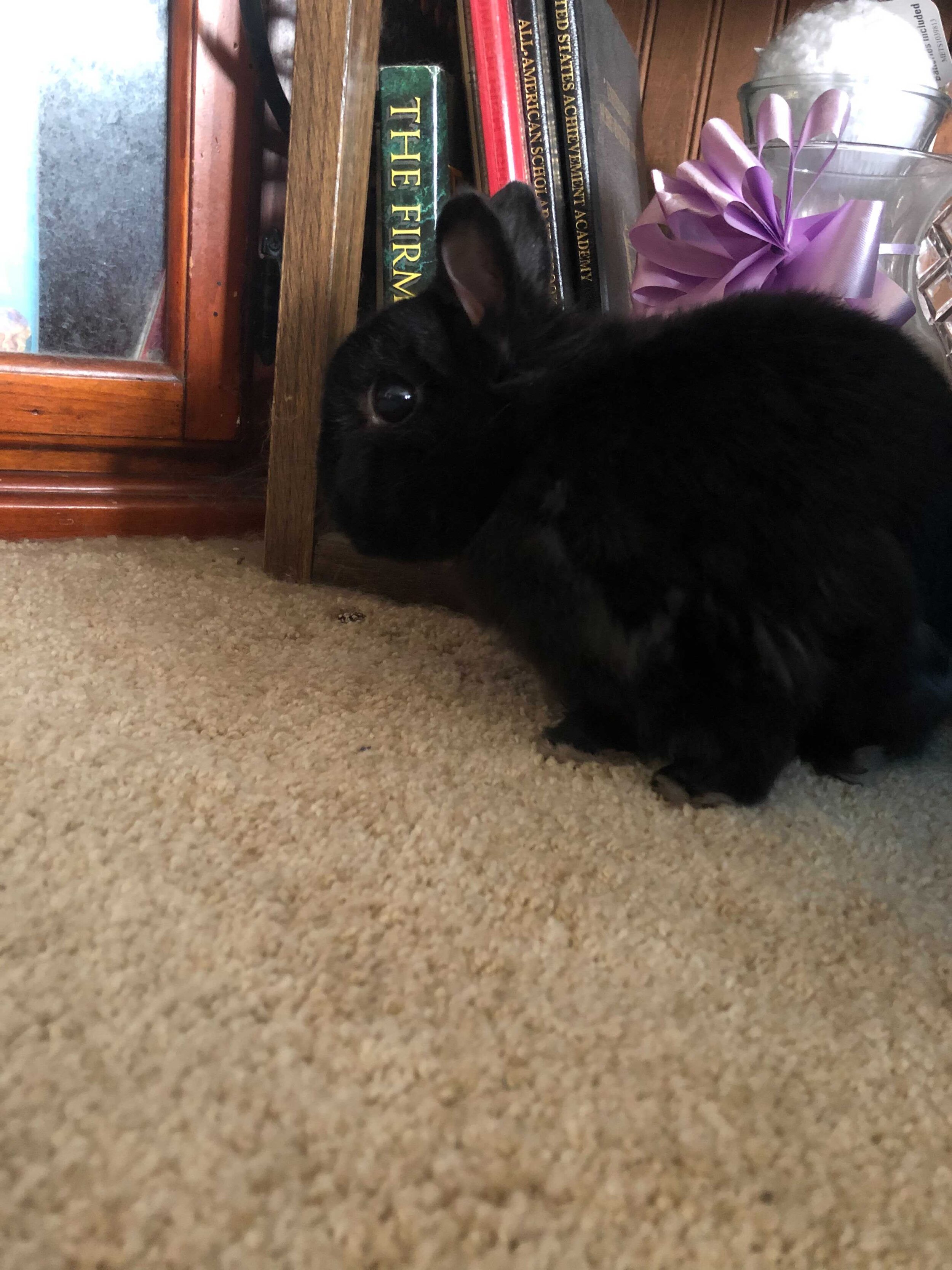  A black bunny sitting facing the left in front of a bookshelf on carpet.  
