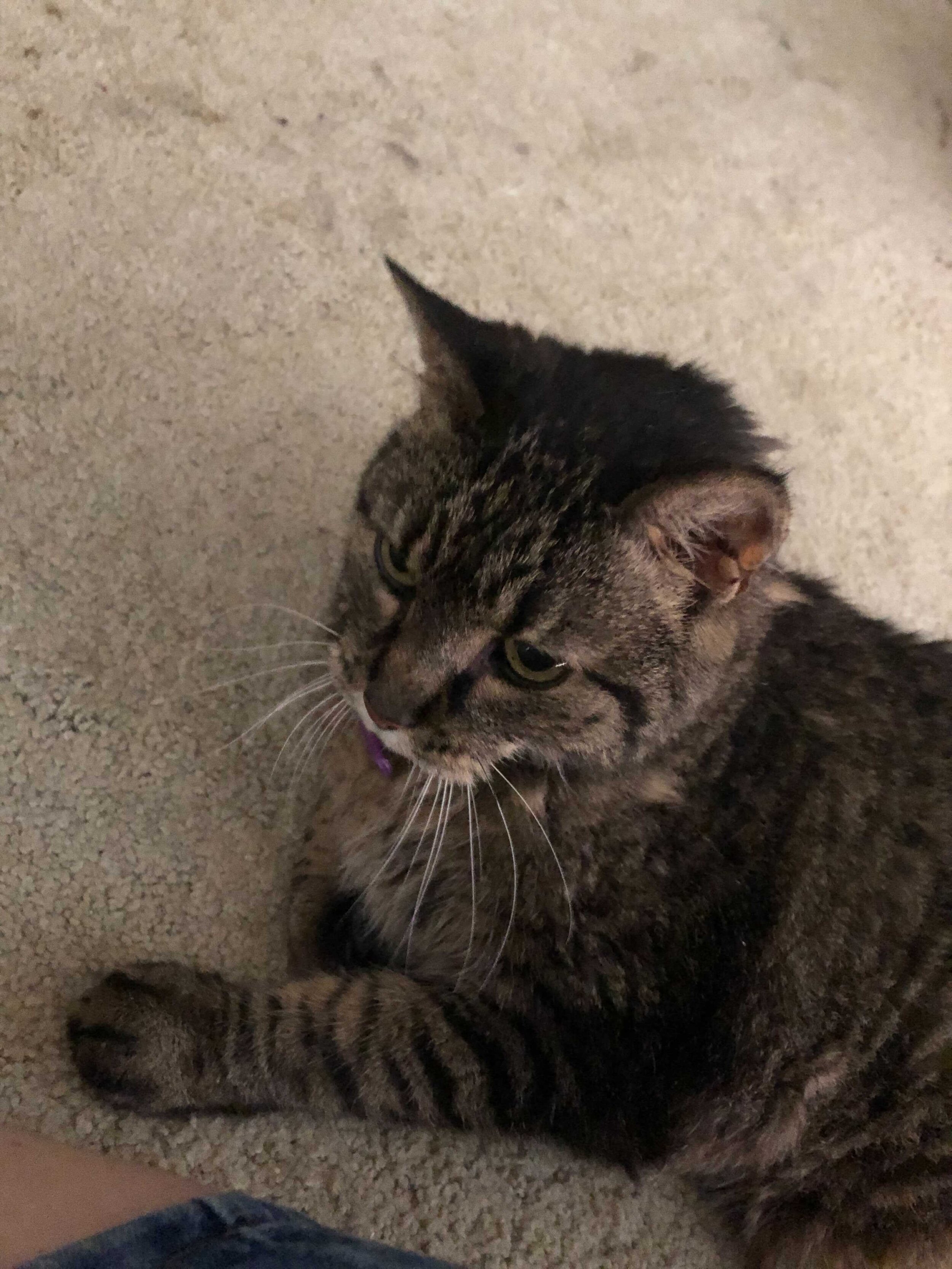  Half of a cat laying on their side with their head up staring at something off to the left on carpet. 