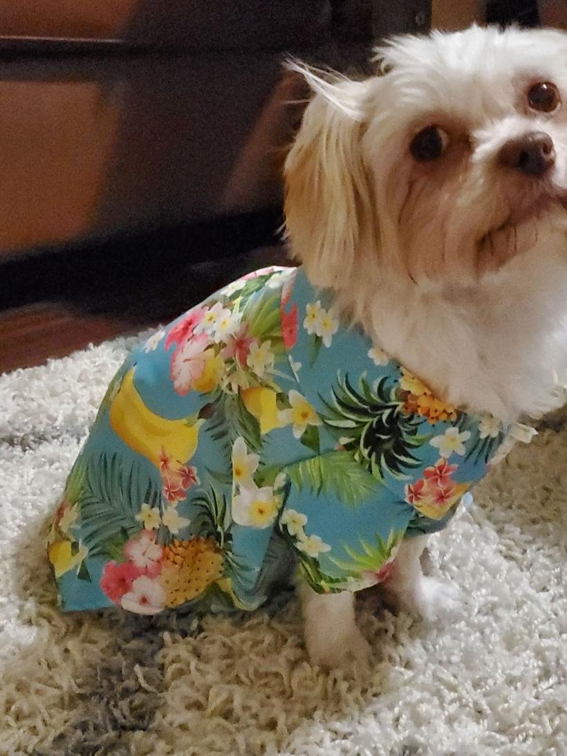  A small dog sitting on a rug in front of a couch wearing a Hawaiian shirt 