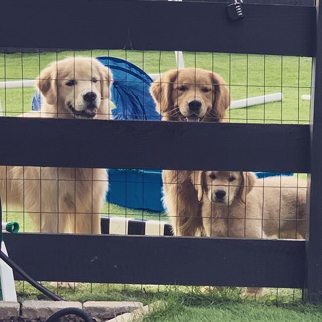 The furkids (minus Carol since she&rsquo;s away at field camp)!