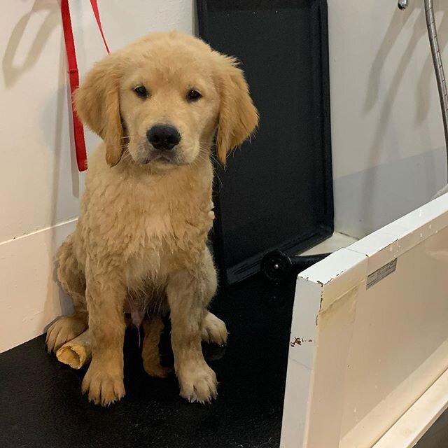 Frankie less than thrilled to be getting a bath 😂