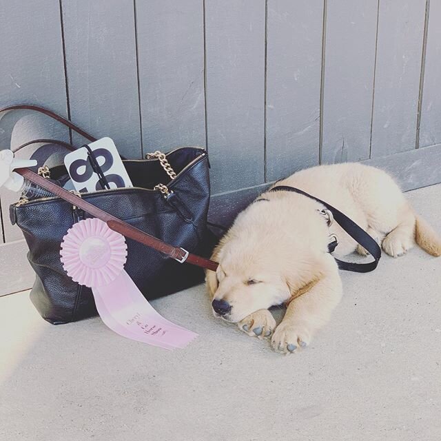 Horse show dog in training. Frankie was a trooper at the show last weekend ❤️ #goldenretriever #welovegoldens #ilovegolden_retrievers #goldenretrieversofinstagram #goldensofinstagram #goldenpuppy