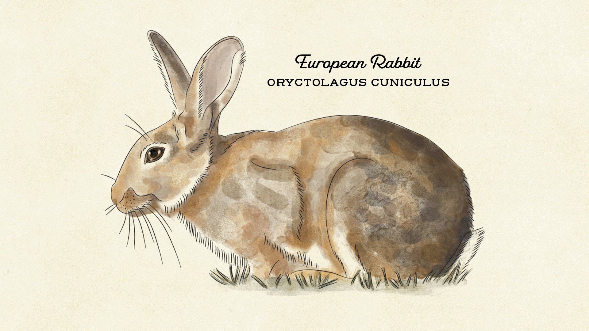 GG_Rabbit.jpg