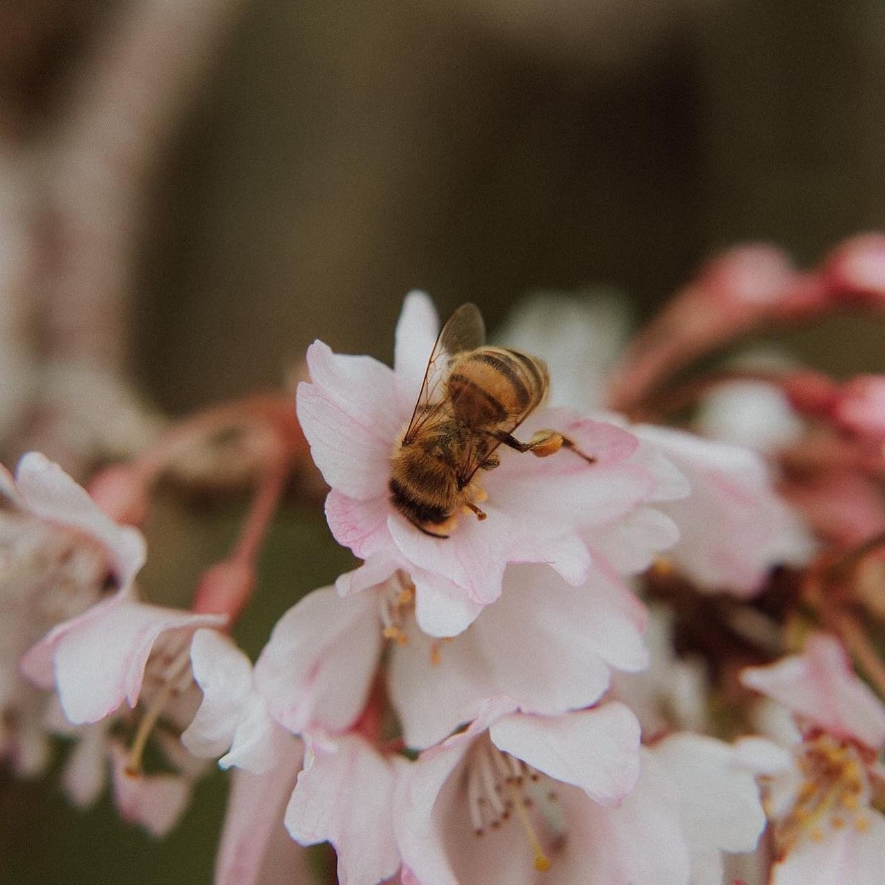 🐝🐝🐝 

#newzealandhoney #kiwihoney #newzealandkanukahoney #manukahoney #newzealandrawhoney #cloverhoney #woodlandhoney #bushhoneynewzeapand #rawnewzealandhoney #rawnzhoney #nzhoney #northlandhoney #whangareihoney #waipuhoney #mangawhaihoney #northl