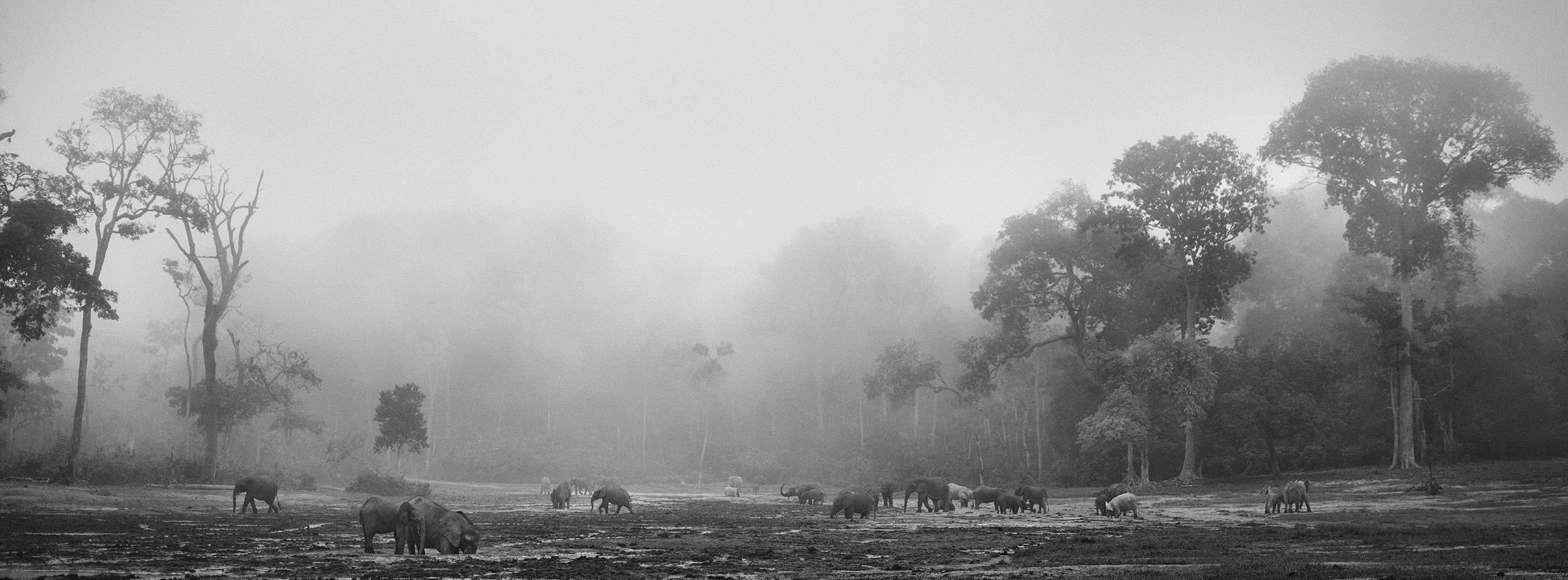 Gilles Nicolet banner bw.jpg