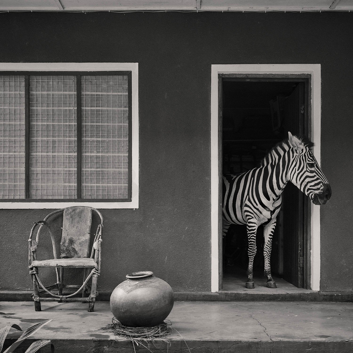 gilles nicolet A ZEBRA AT THE DOOR.jpg