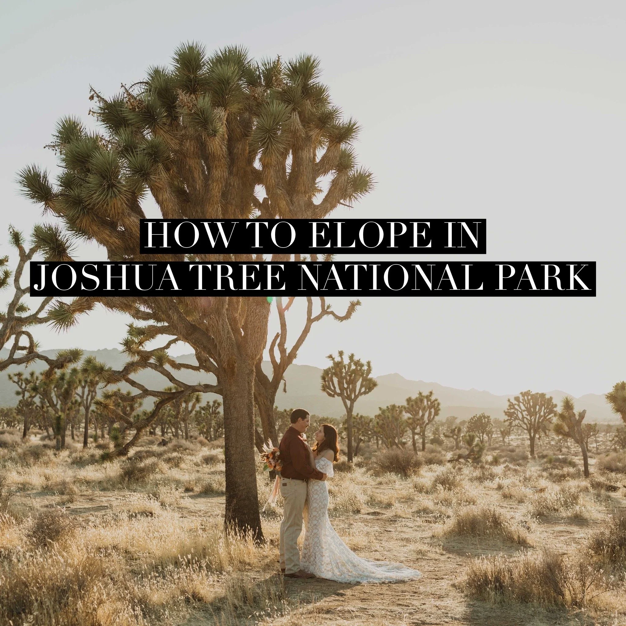 How to Elope in Joshua Tree National Park