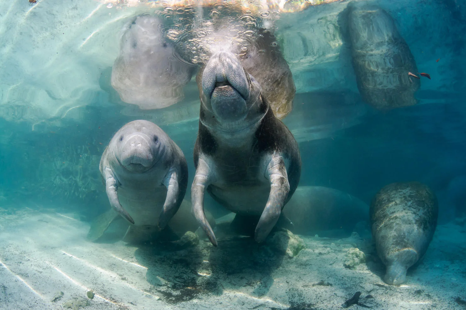 Manatee Fun: Private & Premium Houseboat Manatee Tour in Crystal River, FL