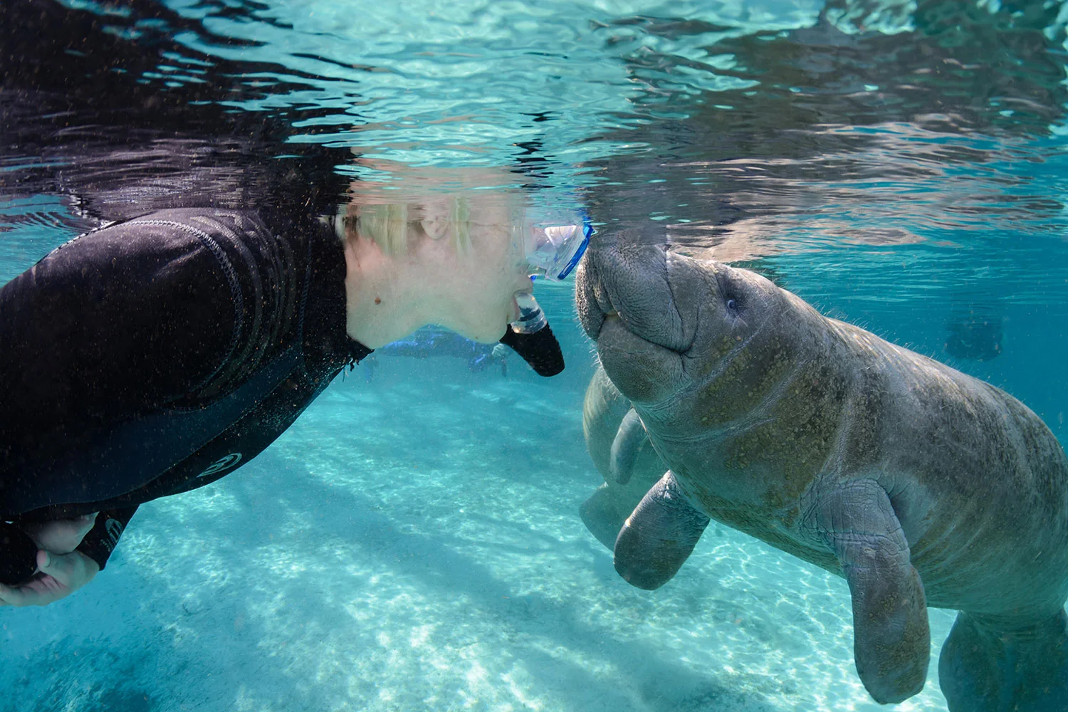Underwater-Three-Sisters-Springs-Manatee-Snorkeler-18.jpg