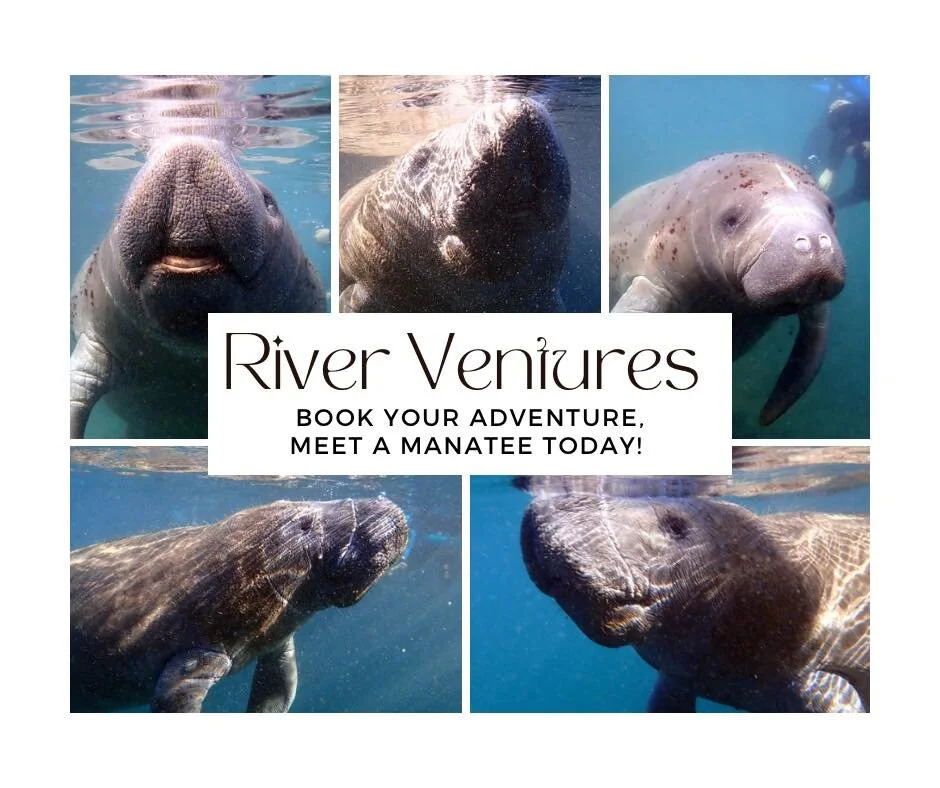 Manatee Fun: Private & Premium Houseboat Manatee Tour in Crystal River, FL
