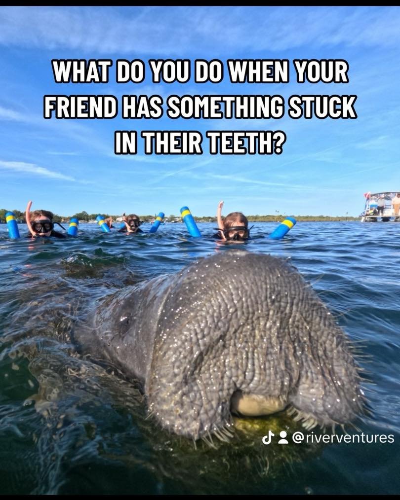 What do you do? 
A. Tell your friend ASAP?
B. Laugh internally for a few minutes, then tell them?
C. Never tell them?

We&rsquo;d never tell this manatee, because he doesn&rsquo;t have front teeth!! Manatees only have molars all the way in the back o
