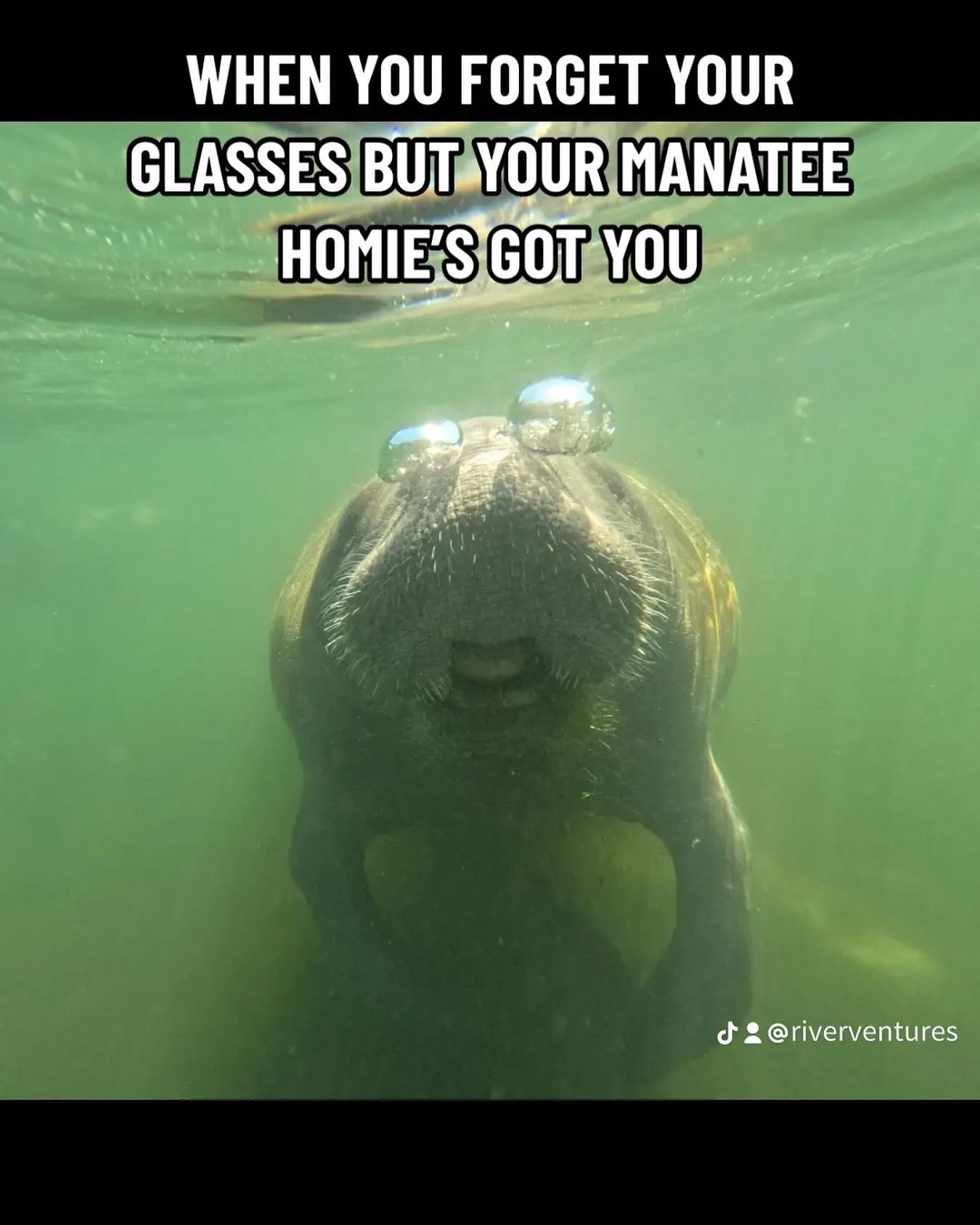 Look at that magnification on those stylish bubble glasses! Did you know that manatees have relatively bad eyesight?

Join River Ventures on a tour to find out how they see! Www.RiverVentures.Com

#manatee #swimwithmanatees #AdventureTime #funfact #w