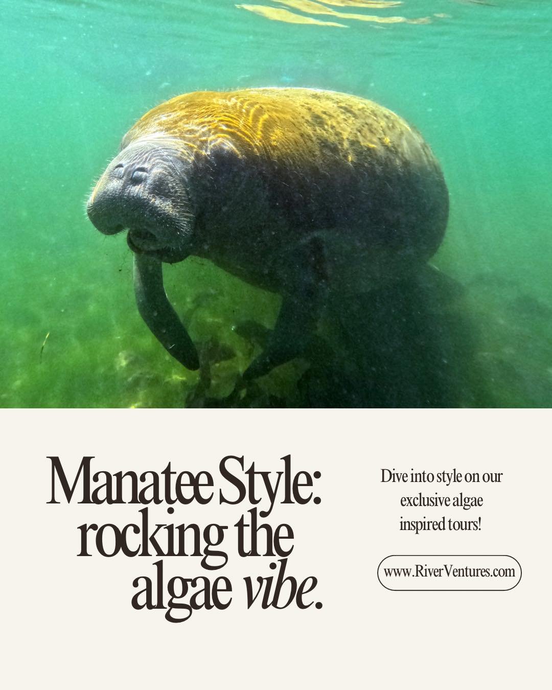 Ever wonder what kind of style manatees have? Dive into 'Manatee Chic' and find out! Join our exclusive tour for an aquatic adventure like no other! 🌊💙 #ManateeStyle #FashionForwardness #AquaticAdventure